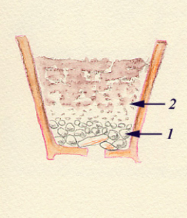 6 - inmultire clematis