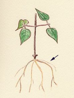 8 - inmultire clematis