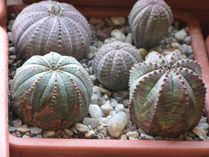 Euphorbia obesa - EUPHORBIA - album foto 1