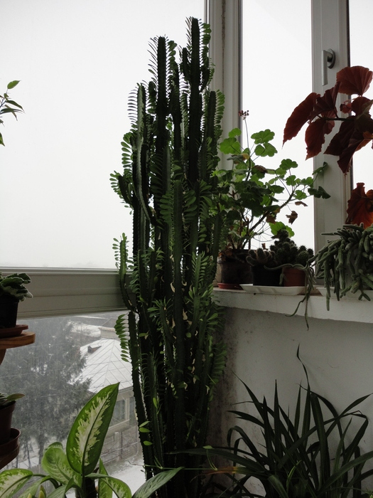 Euphorbia trigona(cactus) 1 - Balcon 2011-2012