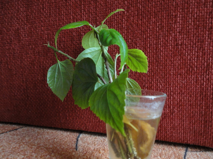 hibiscus la inradacinat