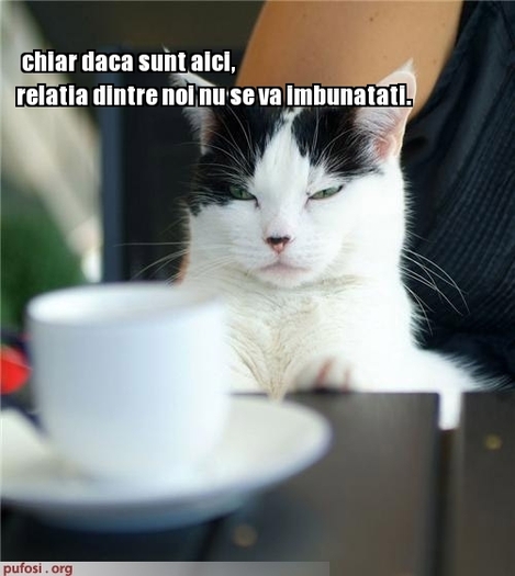 poze-amuzante-pisica-a-iesit-la-o-cafea - Animale haioase