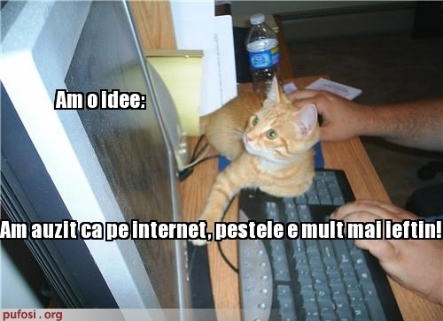 poze-amuzante-pisica-cumpara-peste-de-pe-internet