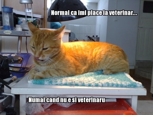 poze-amuzante-pisica-la-veterinar