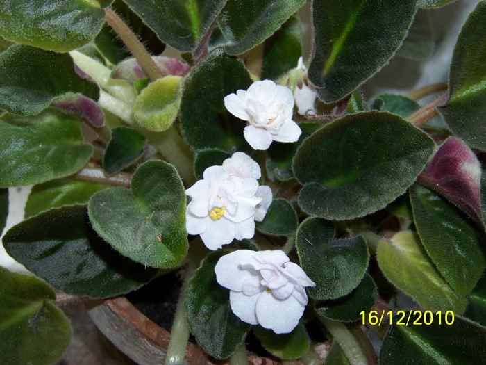 100_5625 - Violetele mele 2009-2010