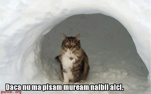 poze-amuzante-pisica-sa-dezgropat