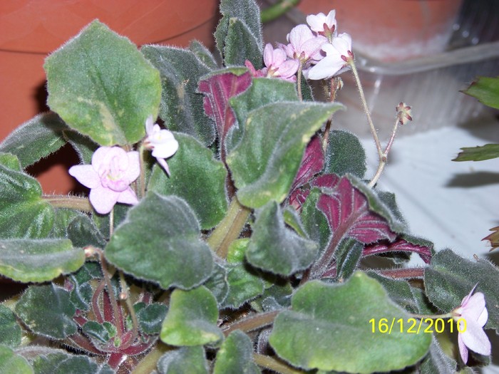 100_5633 - Violetele mele 2009-2010