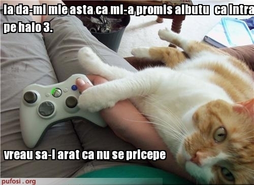 poze-amuzante-pisica-se-joaca-in-retea