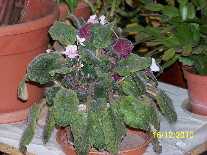 100_5636 - Violetele mele 2009-2010