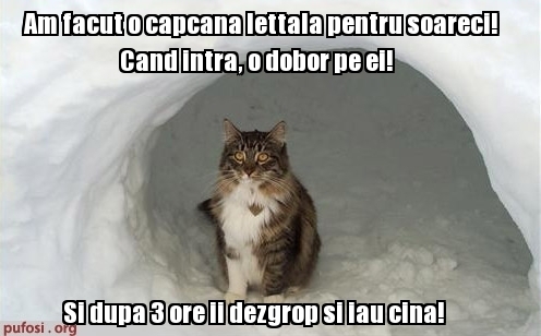poze-amuzante-pisica-vaneaza-soareci
