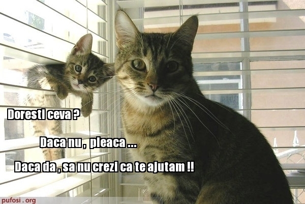poze-amuzante-pisicile-nu-si-ajuta-stapanul