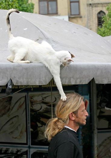 poze-haioase-poze-animale-pisici-amuzante-rocker