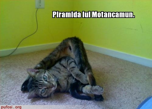poze-amuzante-piramida-pisica