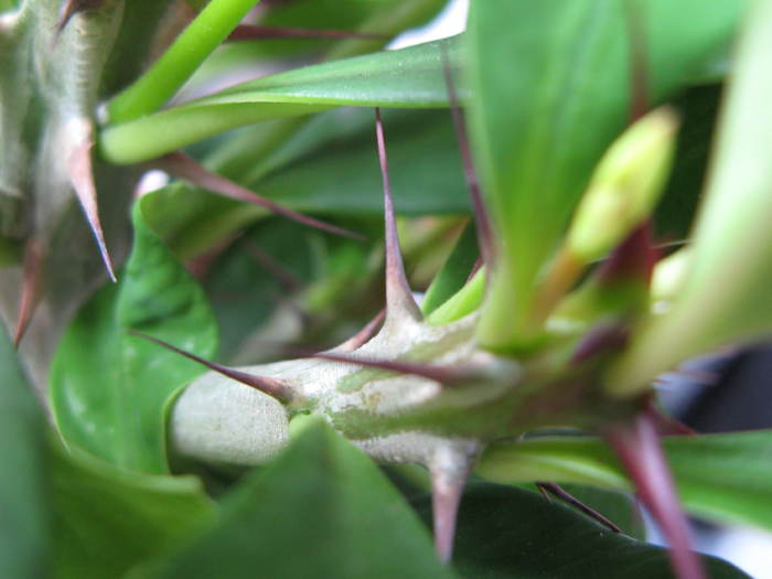 Euphorbia milii cv. Super Red - EUPHORBIA - album foto 1