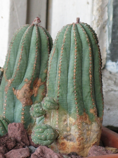 Euphorbia mammillaris x obesa