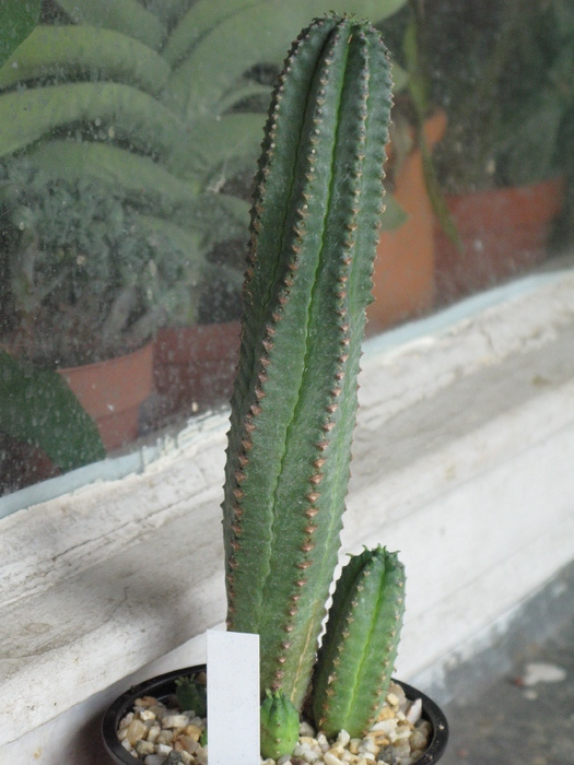 Euphorbia jansevillensis - EUPHORBIA - album foto 1