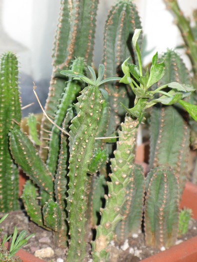 Euphorbia jansevillensis - spate