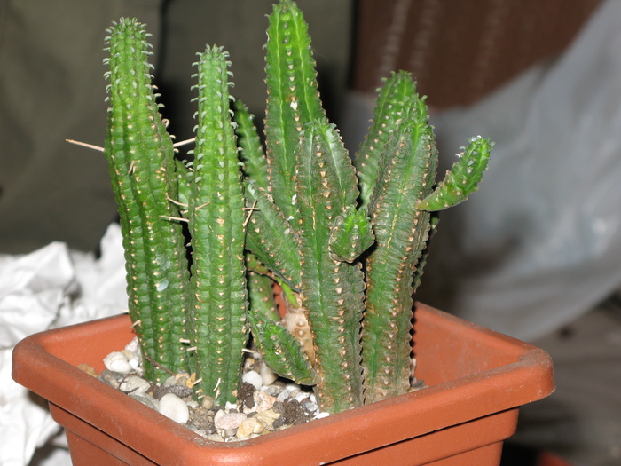 E. mammillaris (dreapta)  Euphorbia muirii (stanga)