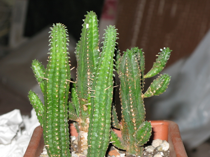 Euphorbia muirii  (fata, stanga)