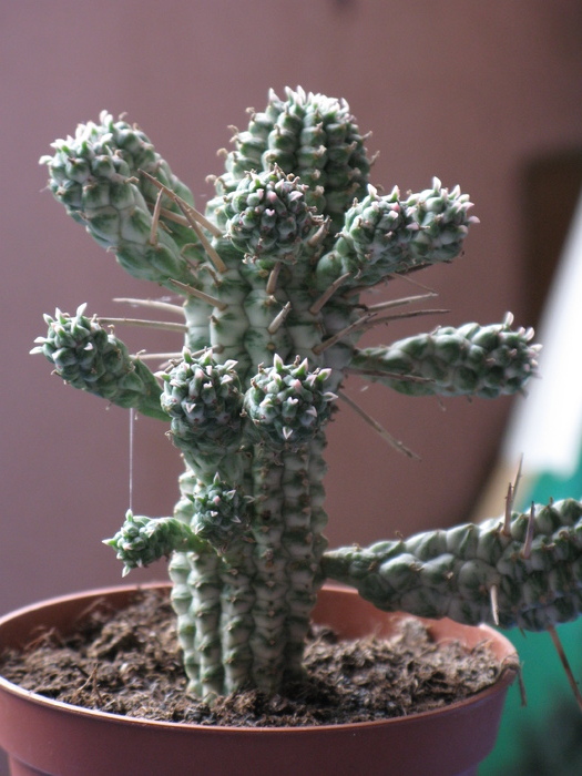 Euphorbia mammillaris cv. alba