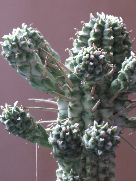 Euphorbia mammillaris cv. alba - EUPHORBIA - album foto 1