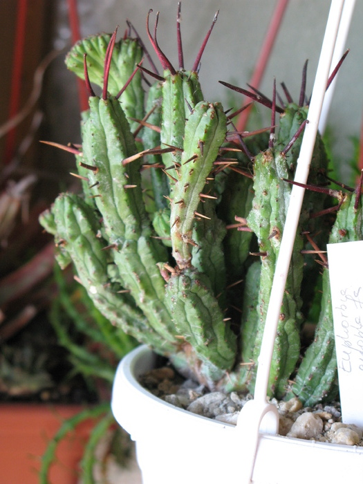 Euphorbia enopla f monstruosa - EUPHORBIA - album foto 1