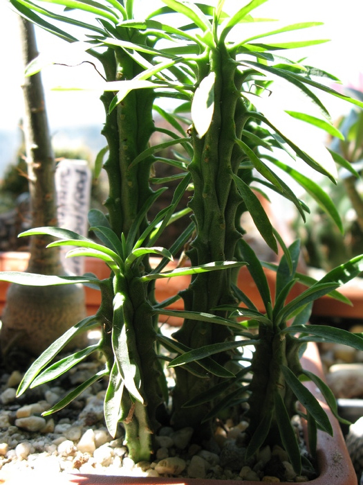 E. pulvinata - EUPHORBIA - album foto 1