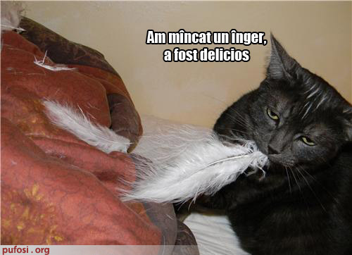poze-amuzante-pisica-a-mancat-un-inger