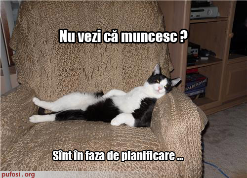 poze-amuzante-pisica-lenesa-tolanita-pe-fotoliu