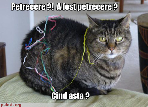 poze-amuzante-pisica-minte-cu-nerusinare