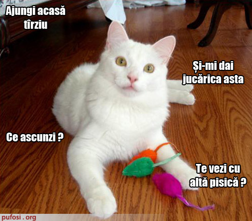 poze-amuzante-pisica-nu-are-incredere-in-stapan