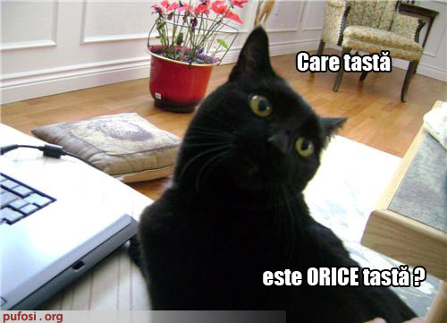 poze-amuzante-pisica-trebuie-sa-apese-orice-tasta