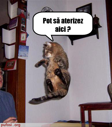 poze-amuzante-pisica-zburatoare