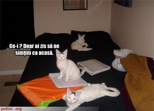 poze-amuzante-pisicile-se-simt-ca-acasa