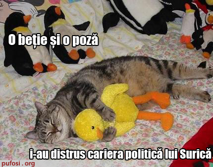 poze-amuzante-surica-si-a-distrus-cariera-politica