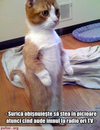 poze-amuzante-surica-sta-in-picioare