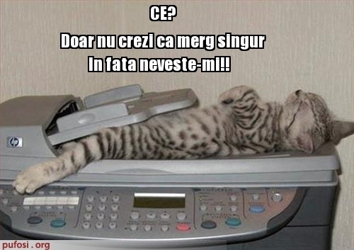 poze-amuzante-motanul-se-cearta-cu-pisica