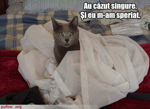 poze-amuzante-perdeaua-a-cazut-peste-pisica