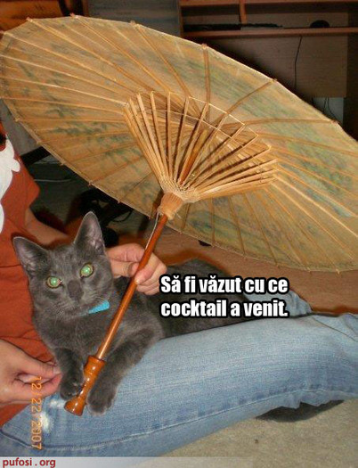 poze-amuzante-pisica-a-baut-cocktail