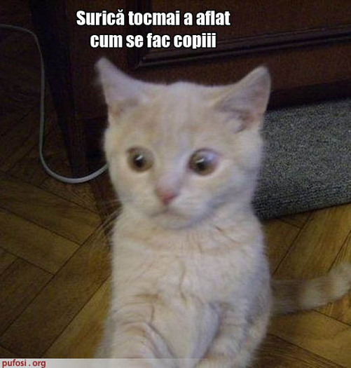 poza-amuzanta-motanul-a-aflat-cum-se-fac-copiii