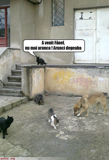 poze-amuzante-cainele-le-mananca-mancarea-pisicilor
