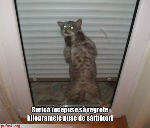 poze-amuzante-motanul-regreta-ca-s-a-ingrasat