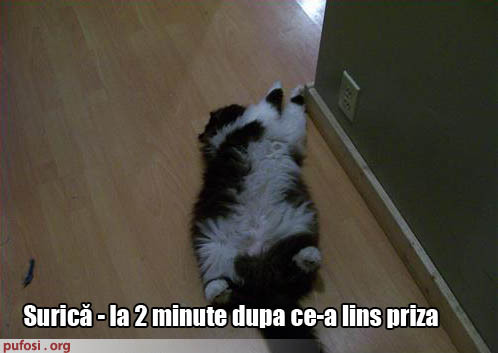 poze-amuzante-pisica-a-lins-priza