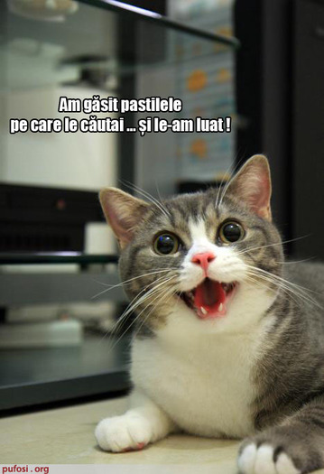 Poze Amuzante Pisica A Luat Droguri Animale Haioase Ladycristink