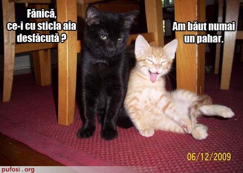 poze-amuzante-pisica-betiva