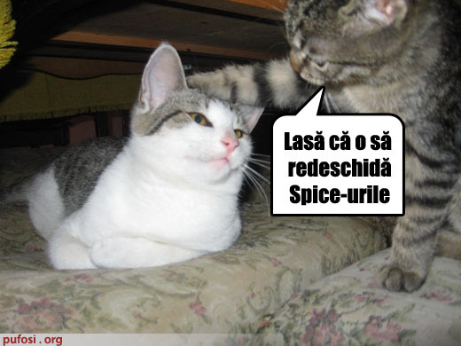 poze-amuzante-pisica-sufera-dupa-inchiderea-spice-shopurilor