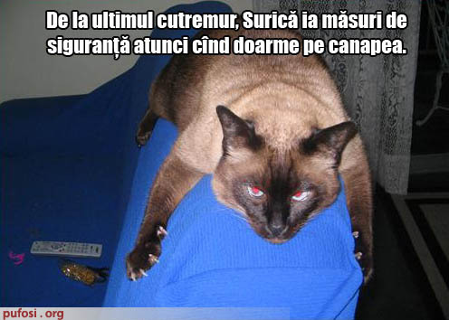 poza-amuzanta-motanul-speriat-de-cutremure