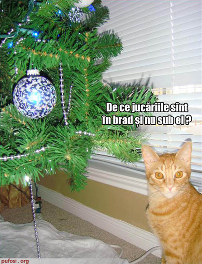 poza-amuzanta-pisica-vrea-sa-se-joace-cu-ornamentele-din-brad