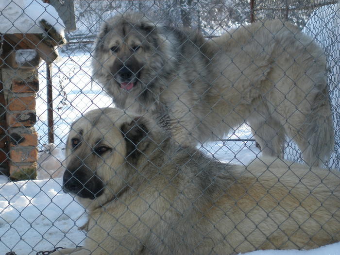 o pereche frumoasa - 1-a---- Paznicii mei Caucazian  si --- FEMELA  KANGAL--- catelusi kangal -VANDUTI