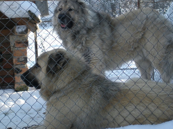 P1010198 - 1-a---- Paznicii mei Caucazian  si --- FEMELA  KANGAL--- catelusi kangal -VANDUTI